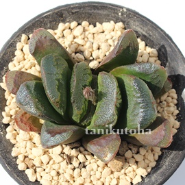 Ì,Ìې,Ìےuꏊ,nI`A-Haworthia SEIKO