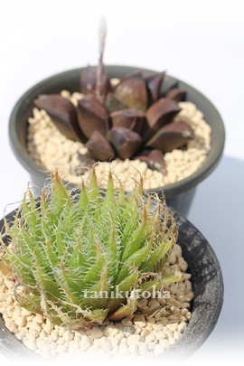 ANmCfAAnI`A-Haworthia arachnoidea