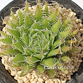 ANmCfAAnI`A-Haworthia arachnoidea