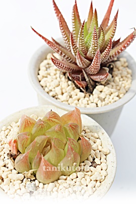 ьP,ьPgt,ьPĕB₵,ьPʔ,ьPe킯,ьP,nI`A-Haworthia RINGOHIME