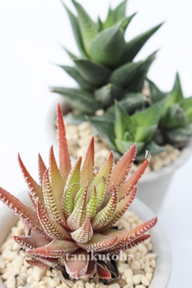 ,ʔ,gt,ĕB₵,e킯,uꏊ,nI`A-Haworthia attenuata RYUUSEI