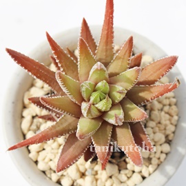 流星、ハオルチア属-Haworthia attenuata RYUUSEI