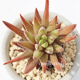 AnI`A-Haworthia attenuata RYUUSEI