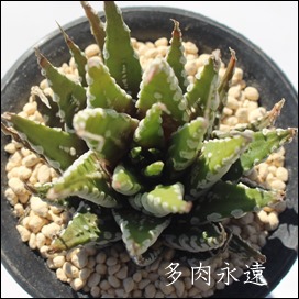 \̊x[oh,JXj,zj,Vzj,hVj,܎Oj,o^CMtg,iwj,nI`A-Haworthia fasciata v.VERY BAND.