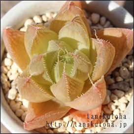 ZVt[,JXj,zj,Vzj,hVj,܎Oj,o^CMtg,iwj,nI`A-Haworthia Hyb.