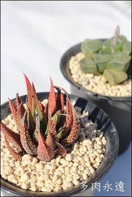 ̐,nI`A,̐̒ʔ,JXj,zj,Vzj,hVj,܎Oj,o^CMtg,iwj,nI`A-Haworthia attenuata.