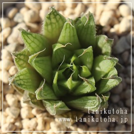 }~A[iOtlbg,JXj,zj,Vzj,hVj,܎Oj,o^CMtg,iwj,nI`A-Haworthia marumiana ,Graff-Reinet .