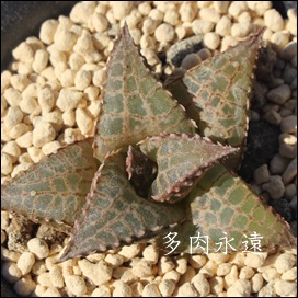 ,JXj,zj,Vzj,hVj,܎Oj,o^CMtg,iwj,nI`A-Haworthia marumiana ,Graff-Reinet .