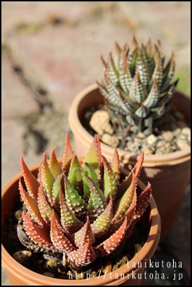 ̒,JXj,zj,Vzj,hVj,܎Oj,o^CMtg,iwj,nI`A-Haworthia margaritifera