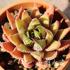 ̒,イ̂,JXj,zj,Vzj,hVj,܎Oj,o^CMtg,iwj,nI`A-Haworthia margaritifera