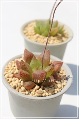 cM_fj[,JXj,zj,Vzj,hVj,܎Oj,o^CMtg,iwj,nI`A-Haworthia turgida rodinii.