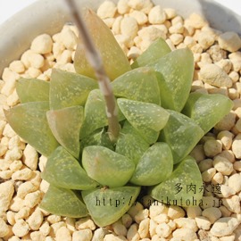 ̉,̉؂̒ʔ,̉؂̈ĕ,̉ؑ₵,nI`AJXj,JXj,zj,Vzj,hVj,܎Oj,o^CMtg,iwj,nI`A-Haworthia turgida v.palidifolia.