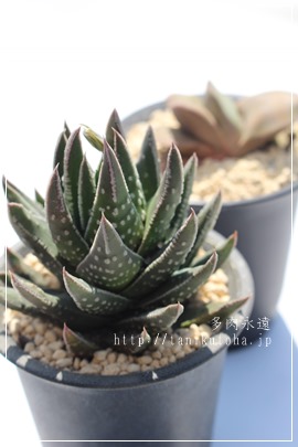 ~̐XAXgo,JXj,zj,Vzj,hVj,܎Oj,o^CMtg,iwj,nI`A-Haworthia astrolobaX pumila v. papillosa.