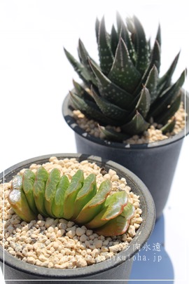 O[ʐ,O[ʐ̒ʔ,O[ʐ̈ĕ,O[ʐ₵,nI`AJXj,JXj,zj,Vzj,hVj,܎Oj,o^CMtg,iwj,nI`A-Haworthia truncata cv.