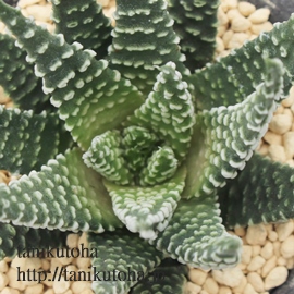 ~̐,~̐̒ʔ,~̐̈ĕ,~̐₵,nI`AJXj,JXj,zj,Vzj,hVj,܎Oj,o^CMtg,iwj,nI`A-Haworthia astrolobaX pumila v. papillosa.