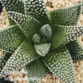 HV,HV̒ʔ,HV̈ĕ,HV₵,nI`AJXj,JXj,zj,Vzj,hVj,܎Oj,o^CMtg,iwj,nI`A-Haworthia astrolobaX pumila v. papillosa.