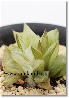 X,nI`A,X̒ʔ,Ẍĕ,X₵,nI`AJXj,zj,hVj,aj,Vzj,-Haworthia turgida cv. variegata,i@ɂƂ