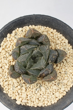 aIuc[T,JXj,zj,Vzj,hVj,܎Oj,o^CMtg,iwj,nI`A-Haworthia <SPAN class=