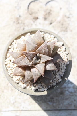 َ,JXj,zj,Vzj,hVj,܎Oj,o^CMtg,iwj,nI`A-Haworthia umbraticola var.GYOKUEI.