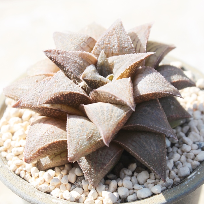 ؎,؎̒ʔ,؎̈ĕ,؎₵,nI`AJXj,JXj,zj,Vzj,hVj,܎Oj,o^CMtg,iwj,nI`A-Haworthia tessellata~retusa