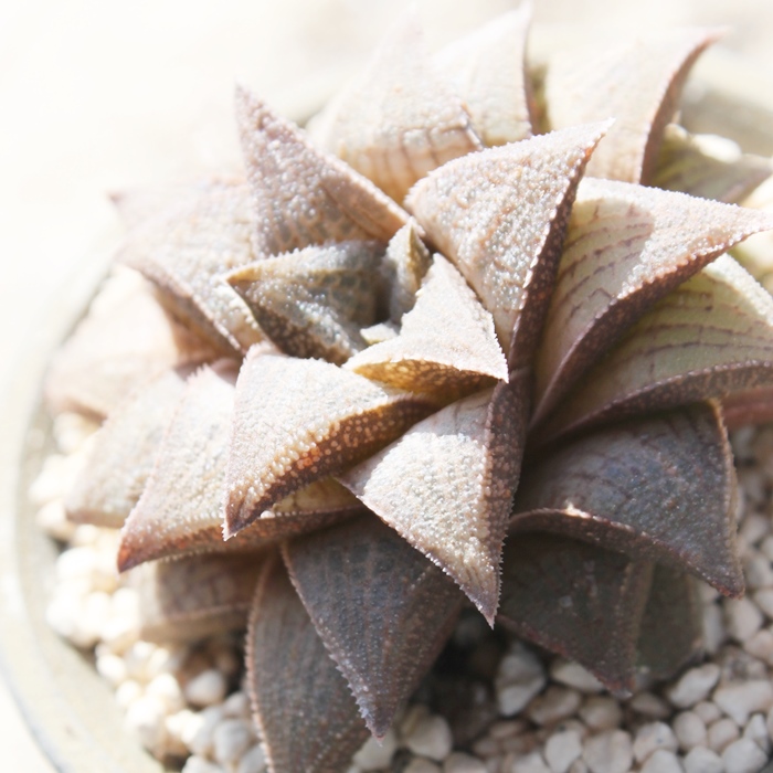 ؎,؎̒ʔ,؎̈ĕ,؎₵,nI`AJXj,JXj,zj,Vzj,hVj,܎Oj,o^CMtg,iwj,nI`A-Haworthia tessellata~retusa