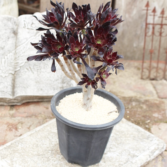 新入荷 アエオニウム ハロウィン錦(古株) 法師錦 多肉植物 見づらかっ 