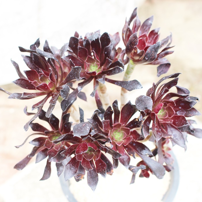 多肉植物の年代物販売 サボテンの年代物販売 多肉植物の販売 多肉永遠 たにくとはcuctus And Succulents Onlineshop From Japan Tanikutoha