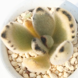点兎耳、てんとじ、カランコエ属-Kalanchoe tomentosa