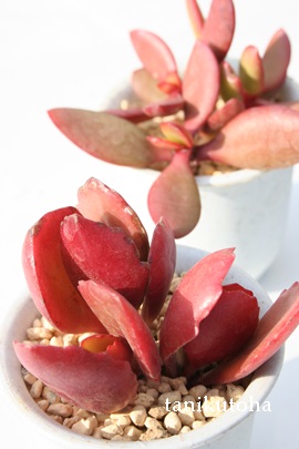 @AAJRG-Kalanchoe longiflora var. coccinea