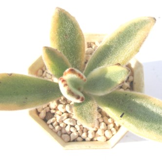 e,Ƃɂ,eэgt,eђʔ,eїt,JRG-Kalanchoe tomentosa variegata