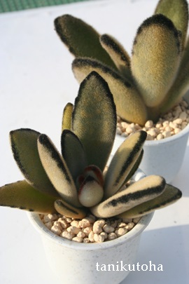 eAƂAJRG-Kalanchoe tomentosa 'Black'