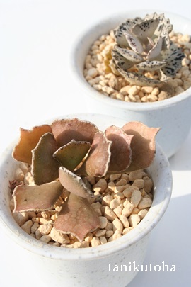  A񂶂ႭA{sTAJRG-Kalanchoe rhombopilosa