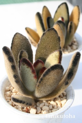 GKXAJRG-Kalanchoe tomentosa cv 'Elegans'