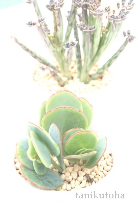 }jGAiAJRG-Kalanchoe marnieriana