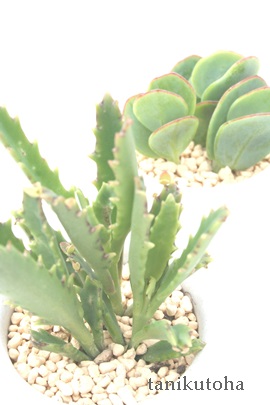 ラウヒー カランコエ属 カランコエのラウヒー通販 カランコエのラウヒー育て方増やし方 Kalanchoe Lauhii 多肉永遠 たにくとはcuctus And Succulents Onlineshop From Japan Tanikutoha