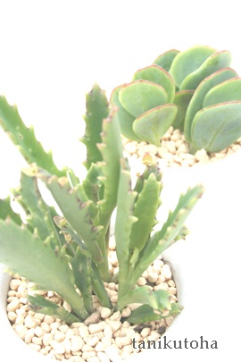 Eq[AJRG-Kalanchoe 'Lauhii'