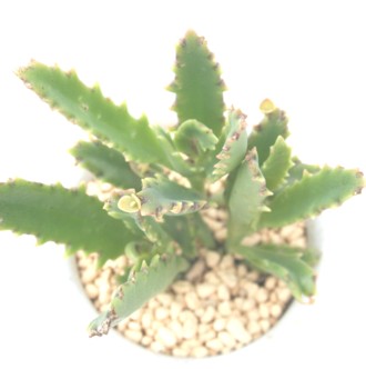 Eq[AJRG-Kalanchoe 'Lauhii'