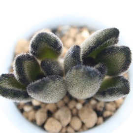 野兎、のうさぎ、カランコエ属-Kalanchoe tomentosa cv 'NOUSAGI'