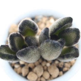 eÂAJRG-Kalanchoe tomentosa cv 'NOUSAGI'