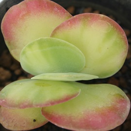 紅唐印錦べにとういんにしき、ティリシフローラ錦、カランコエ属-Kalanchoe thyrsiflora variegata