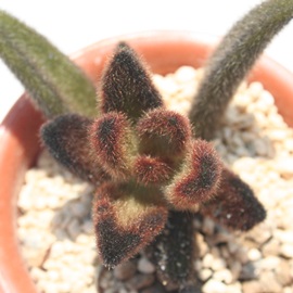 uEAJRG-Kalanchoe tomentosa cv 'Brown'