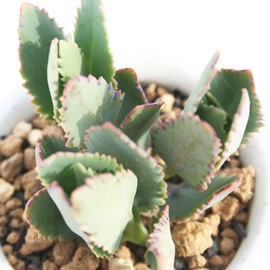 JRGroAJRG-Kalanchoe sp