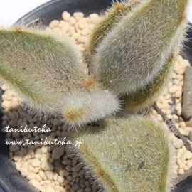 M,eV[Y,e̔,Mʔ,Mĕ,MB₵,ёA,JRG,JRG̒ʔ,JRG̈ĕ₵-Kalanchoe tomentosa SENKOUJI,i@ɂƂcuctus and succulents onlineshop from japan-TANIKUTOHA