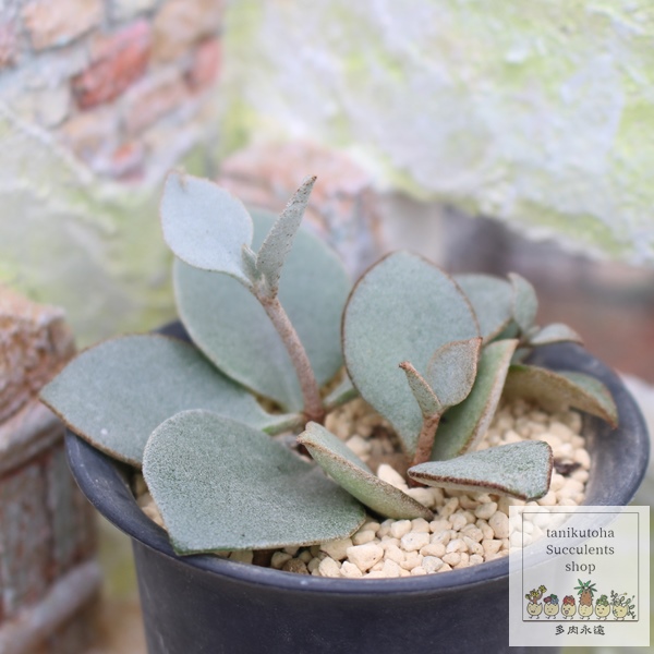 ̃Xv[,̃Xv[̔,̃Xv[ʔ,̃Xv[ĕ,̃Xv[B₵,JRG,JRG̒ʔ,JRG̈ĕ₵-Kalanchoe bracteata silver teaspoons,i@ɂƂcuctus and succulents onlineshop from japan-TANIKUTOHA