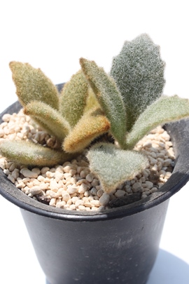 カランコエの販売 カランコエの通販カランコエの増やし方 カランコエの育て方 Genus Kalanchoe Crassulaceae Kalanchoe 多肉永遠 たにくとはcuctus And Succulents Onlineshop From Japan Tanikutoha