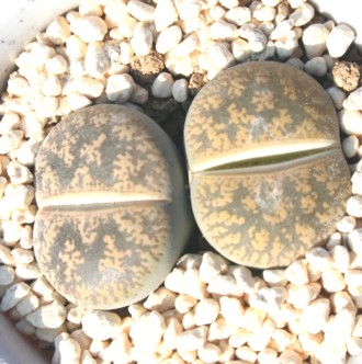 MAAg[vX-Lithops lesliei 