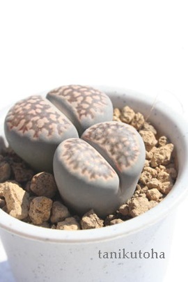 vlAӂAg[vX-Lithops salicola