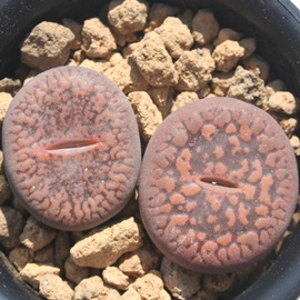 ʁAт񂾂܁Ag[vX-Lithops fulviceps