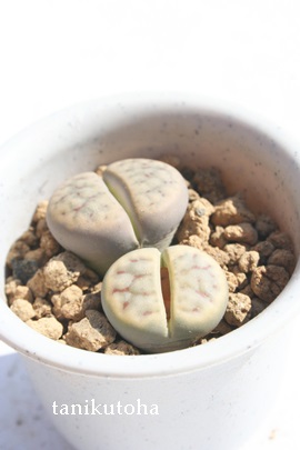 ʁA傤ӂ傭Ag[vX-Lithops schwantesii