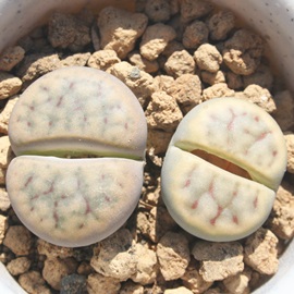 ʁA傤ӂ傭Ag[vX-Lithops schwantesii